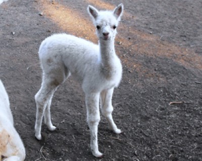 First Cria